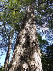 Afrocarpus falcatus