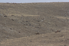 Canis lupus filchneri