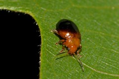 Nisotra bicolorata