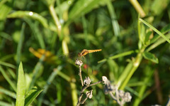 Erythrodiplax melanorubra