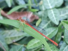 Ceriagrion auranticum