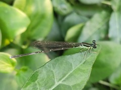Pseudocopera ciliata