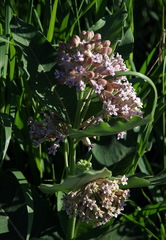 Asclepias syriaca