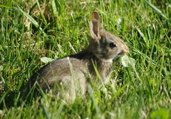 Sylvilagus floridanus