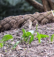 Fringilla coelebs