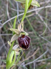 Ophrys sphegodes massiliensis