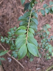 Ilex hayataiana