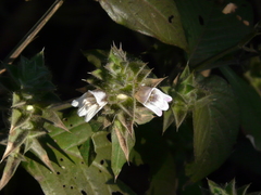 Lepidagathis cuspidata