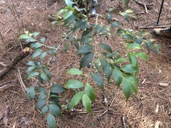 Ilex hayataiana