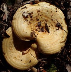 Multifurca stenophylla