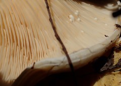 Multifurca stenophylla