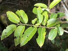 Ilex pedunculosa