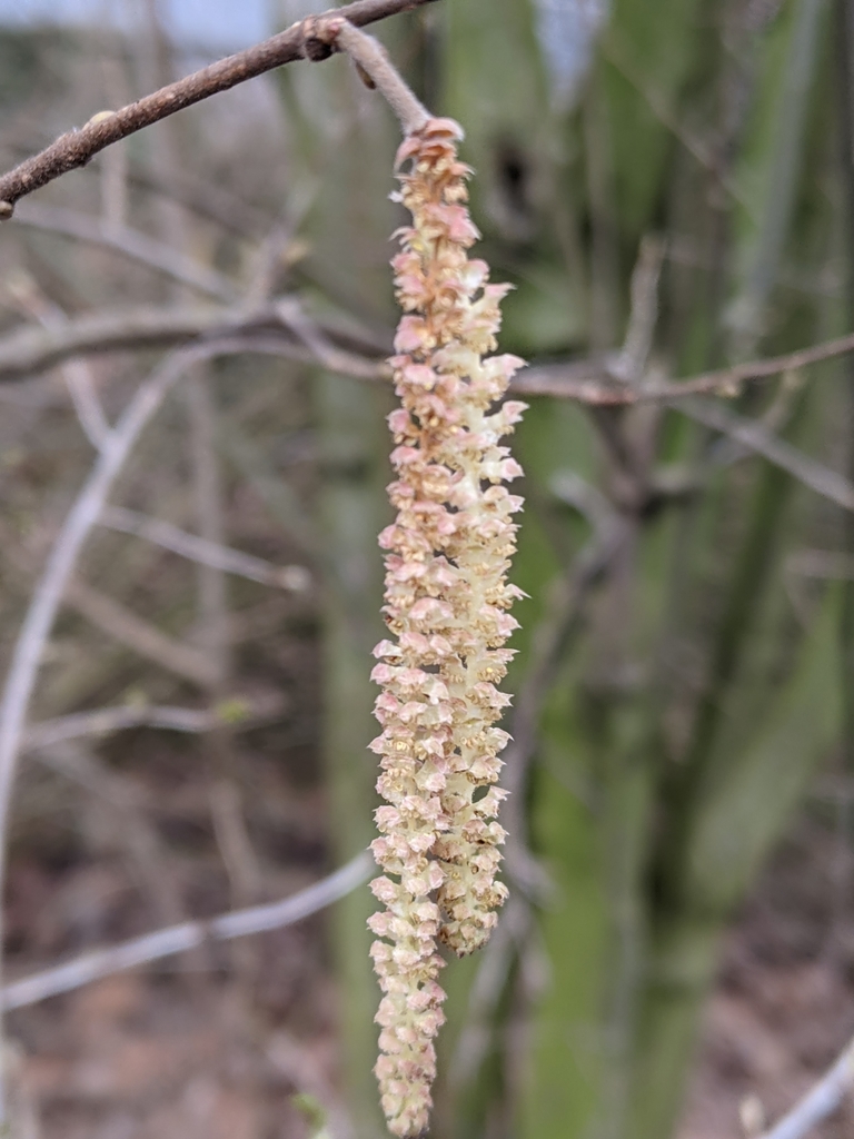 common hazel from Kreuzschanze, 48149 Münster, Germany on March 8, 2021 ...