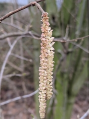 Corylus avellana