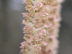 Corylus avellana
