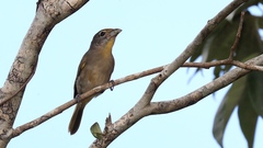 Piranga roseogularis