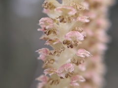 Corylus avellana