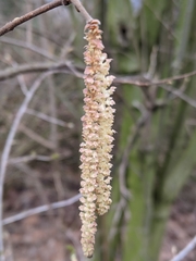 Corylus avellana