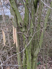 Corylus avellana