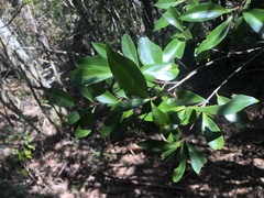 Microtropis yunnanensis