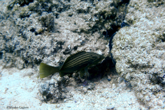 Epinephelus costae