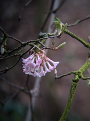Viburnum farreri