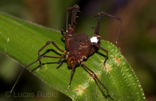 Opisthoplatus vegetus