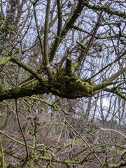 Viburnum farreri