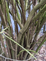 Viburnum farreri