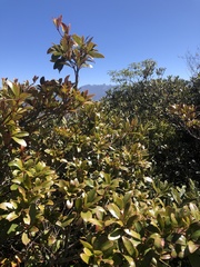 Ternstroemia gymnanthera