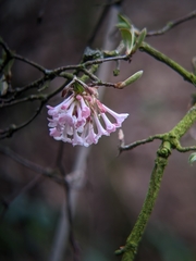 Viburnum farreri
