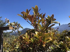 Ternstroemia gymnanthera