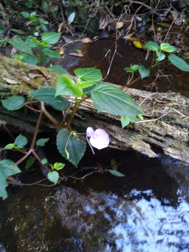 Image of Impatiens cordata by (c) Navaneeth Sini George, some rights reserved (CC BY)