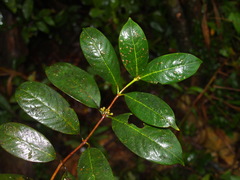 Urophyllum