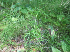 Ostericum tenuifolium