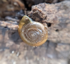 Oxychilus
