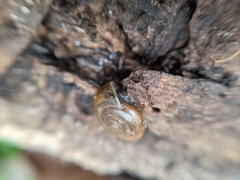 Oxychilus