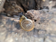 Oxychilus
