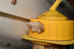 Peratostega deletaria