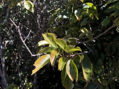 Ilex tugitakayamensis