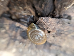 Oxychilus