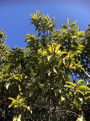 Ilex tugitakayamensis