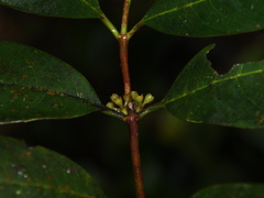 Urophyllum