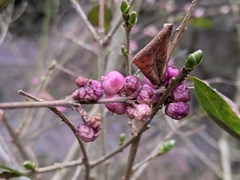 Symphoricarpos × chenaultii