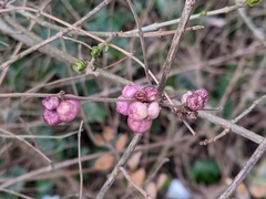 Symphoricarpos × chenaultii