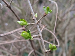 Symphoricarpos × chenaultii