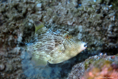 Stephanolepis diaspros