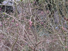 Symphoricarpos × chenaultii