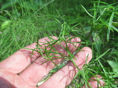 Ostericum tenuifolium