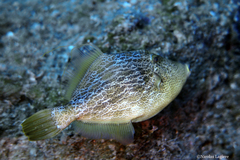 Stephanolepis diaspros